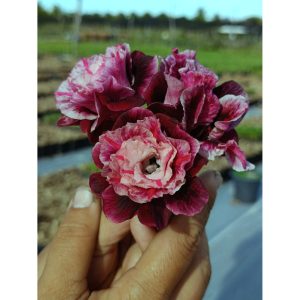 Rosa do Deserto Podadinha - Rosa do Deserto Nebula Buquê (Mesclada) - Podadinhas - RDF Fortaleza