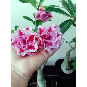 Rosa do Deserto Podadinha - Rosa do Deserto LM 98 (Pink) - Podadinhas - RDF Fortaleza