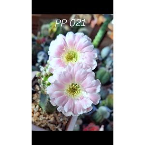 Lobivia Hibridas(PP021)