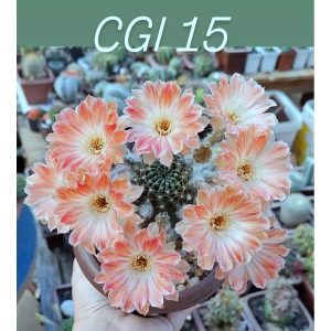 Lobivia Hibridas(CGI15)