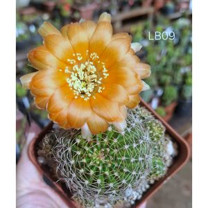 Lobivia Hibridas(LB09)