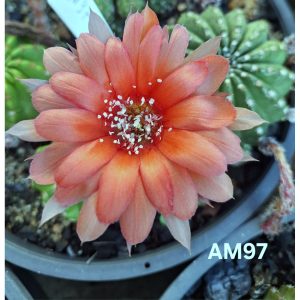 Lobivia Hibridas(Am97)