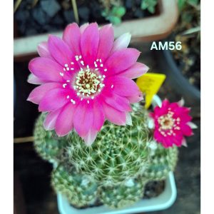 Lobivia Hibridas(Am56)