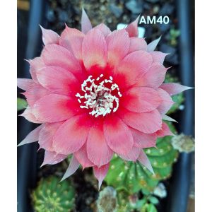 Lobivia Hibridas(Am40)