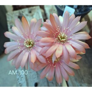 Lobivia Hibridas(Am100)
