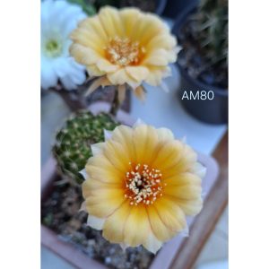 Lobivia Hibridas(Am80)