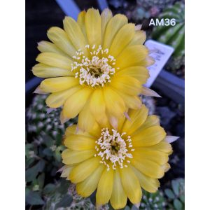 Lobivia Hibridas(Am36)