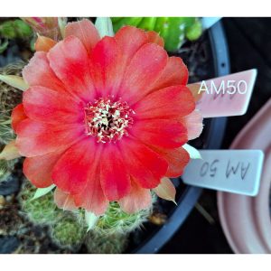 Lobivia Hibridas(Am50)
