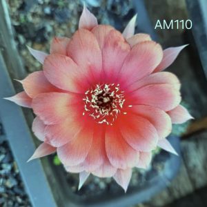 Lobivia Hibridas(Am110)