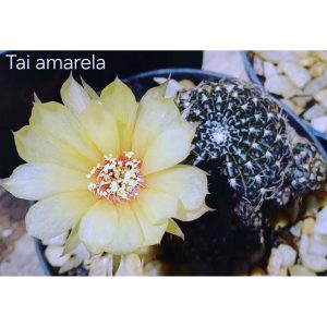 Lobivia Hibridas(TAI AMARELA )