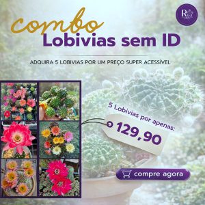 Combo Lobivias Sem Identificação (5 unidades)