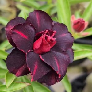 Podadinha - Rosa do Deserto Crista (Negra)