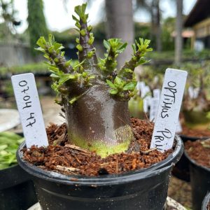 0704 47 Arabicum Optimus Prime Black  F3 ( vitrine )