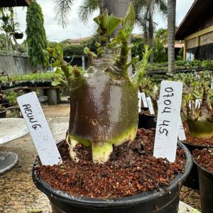 0704 46 Arabicum Aeung F3 ( vitrine )