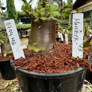 0704 46 Arabicum Maverick F3 ( vitrine )
