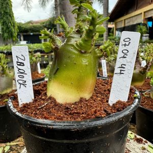 0704 44 Arabicum Zadock f3 ( vitrine )