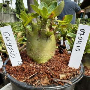 0704 10 Arabicum Darckseid F3 ( Vitrine )