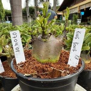 0704 01 Arabicum King Kong F3 ( Vitrine )