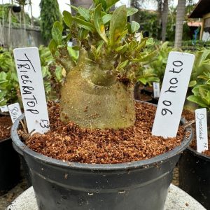 0704 06 Arabicum Triceratop F3 ( Vitrine )