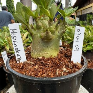 0704 09 Arabicum Megalodonte F3 ( Vitrine )