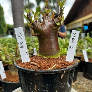 0704 12 Arabicum Fat boy Black F3 ( Vitrine )