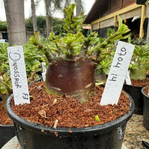 0704 05 Arabicum Dinossaur Red f3 ( Vitrine )