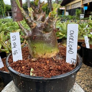 0704 16 Arabicum Overload Black F3 ( Vitrine )