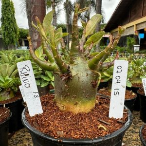 0704 15 Arabicum Rhino F3 ( Vitrine )