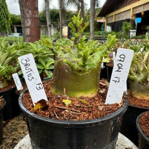 0704 17 Arabicum Brutos F3 ( Vitrine )