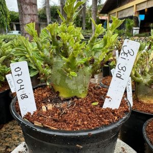 0704 18 Arabicum Bei bid F3 ( Vitrine )