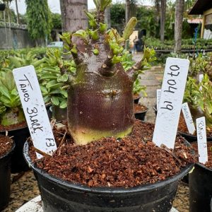 0704 19 Arabicum Tanos Red F3 ( Vitrine )