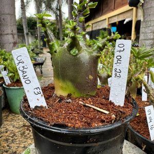 0704 22 Arabicum Urbano F3 ( Vitrine )