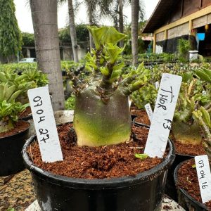 0704 27 Arabicum Thor F3 ( Vitrine )