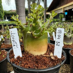 0704 32 Arabicum Leviatã F3 ( vitrine )