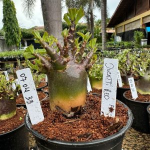 0704 33 Arabicum Ducatti Red f3 ( vitrine )