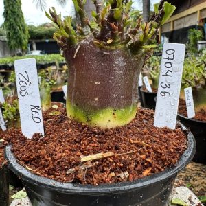 0704 36 Arabicum Zeus f3 black ( Vitrine )