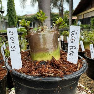 0704 37 Arabicum Godji pura F3 ( vitrine )
