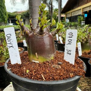 0704 38 Arabicum Onyx F3 ( Vitrine )