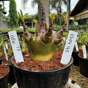 0704 40 Arabicum Odin Black F3 (vitrine )