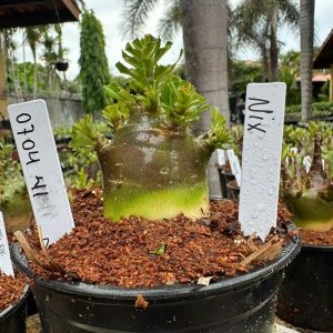 0704 41 Arabicum Nix F3 ( vitrine )