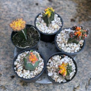 Cacto Kit Gymnocalicium Variegata  (5un)