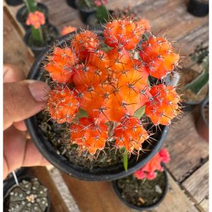 Cacto Gymnocalicium Laranja