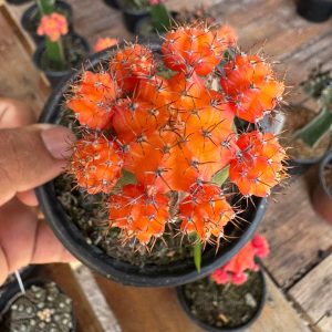 Cacto Gymnocalicium Laranja