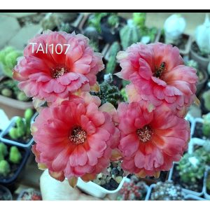 Lobivia Hibridas(Tai107)