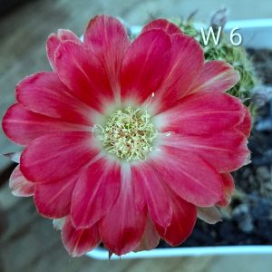 Lobivia Hibridas(W6)