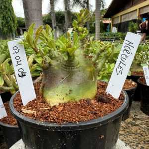 0704 04 Arabicum Hércules F3