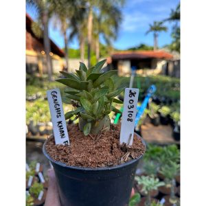 2603 108 Arabicum Genghis Khan F3