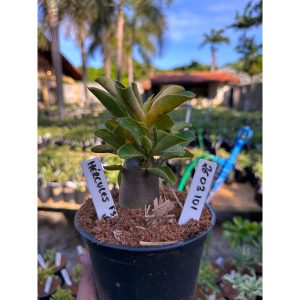 2603 101 Arabicum Hércules F3