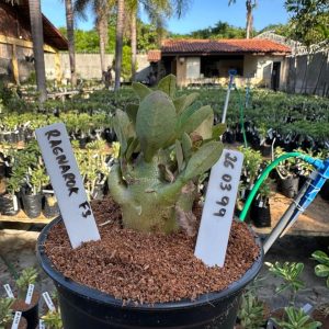 2603 99 Arabicum Ragnarok F3