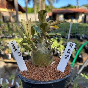 2603 96 Arabicum Tank F3